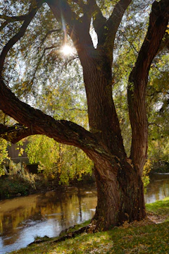 A strong tree standing tall amidst a flowing river.