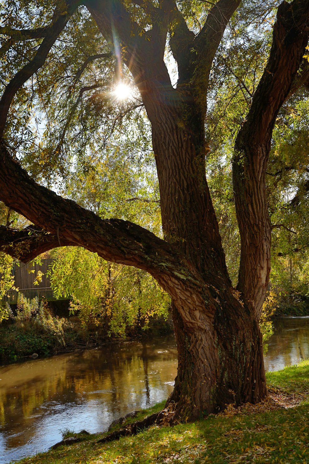 日中の水域近くの茶色の木