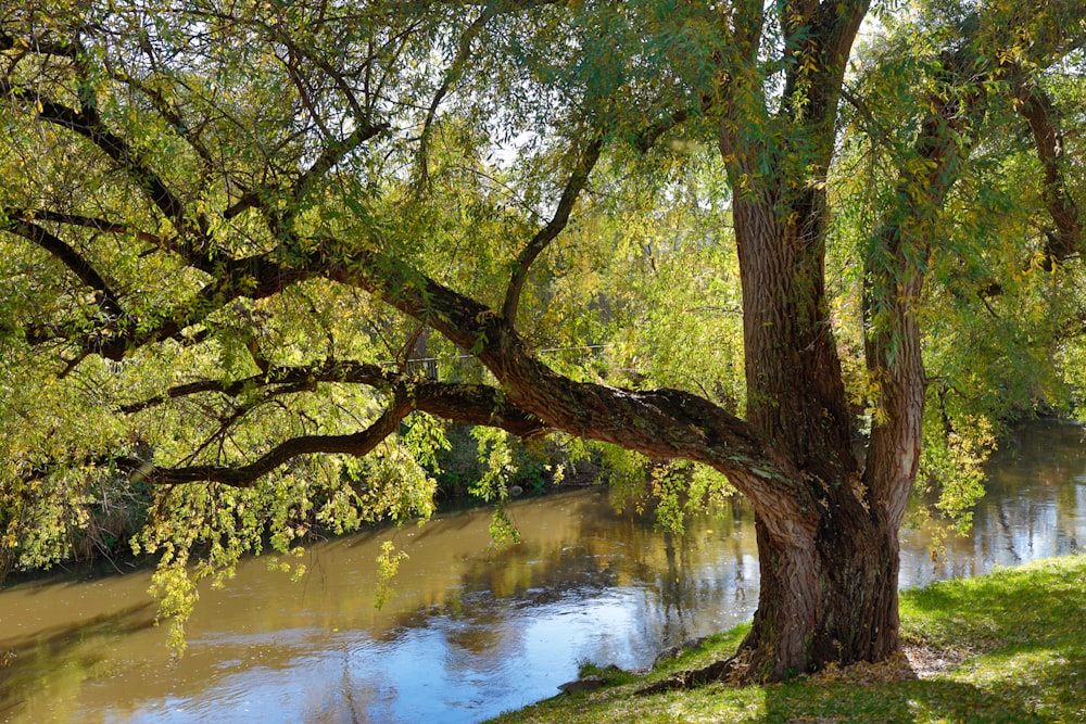 green trees beside river during daytime