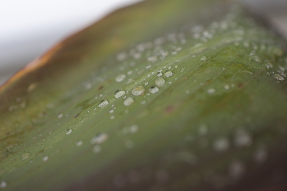 water droplets on green leaf