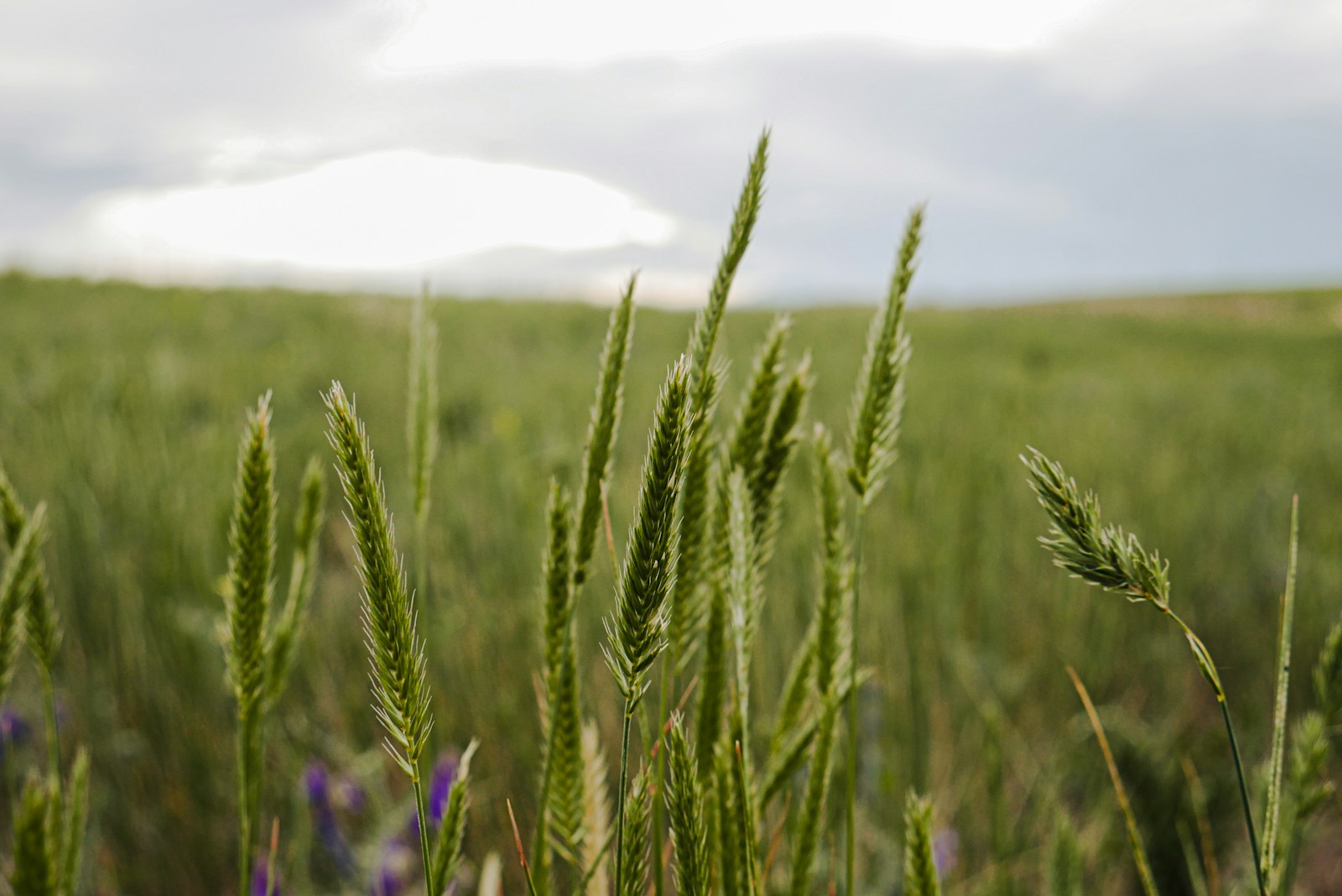 green wheat