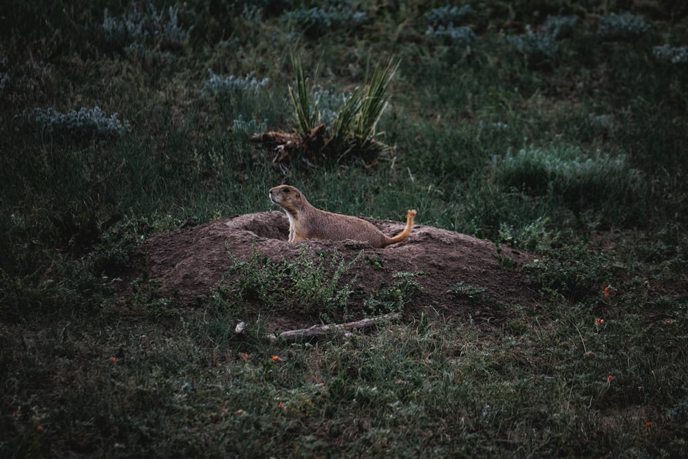 brown squirrel on brown rock