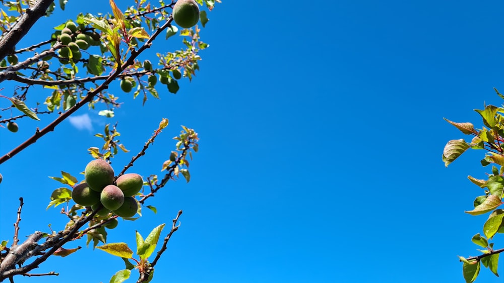 Grüne runde Früchte unter blauem Himmel tagsüber