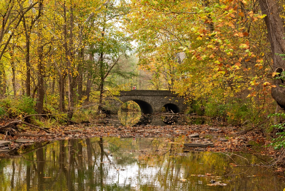 green trees beside river during daytime