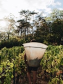 Bernard Sorbier walking through a sunlit Provençal vineyard, guitar slung on his back.