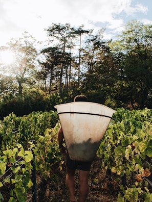 Bernard Sorbier walking through a sunlit Provençal vineyard, guitar slung on his back.