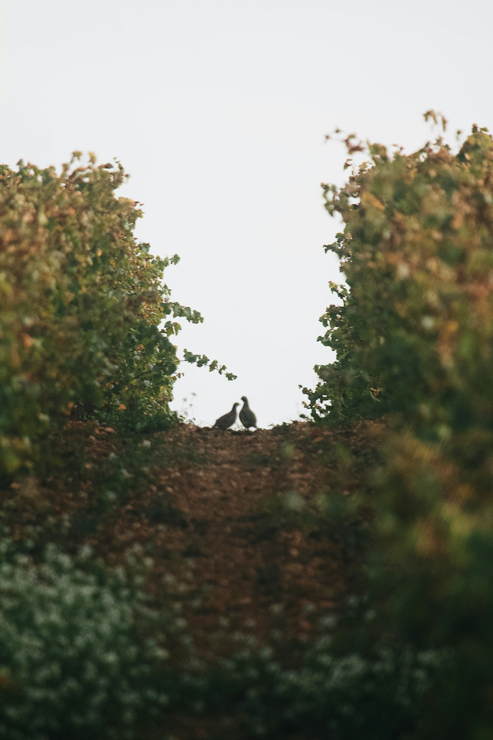 person sitting on rock in the middle of forest during daytime