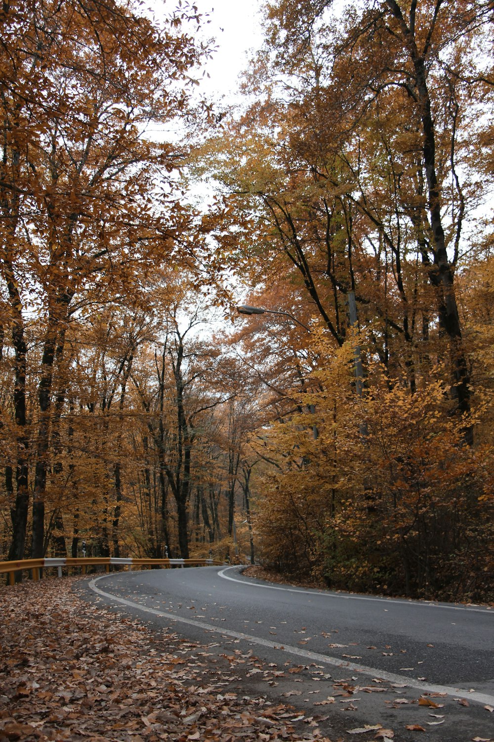 brown trees beside gray concrete road
