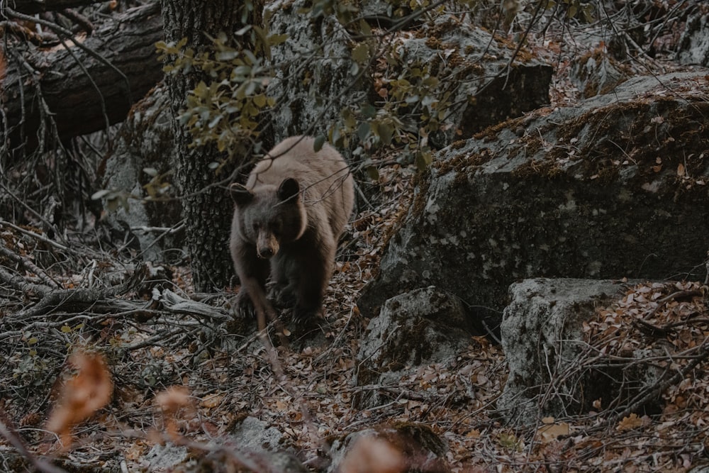 brown bear walking on rocky ground during daytime