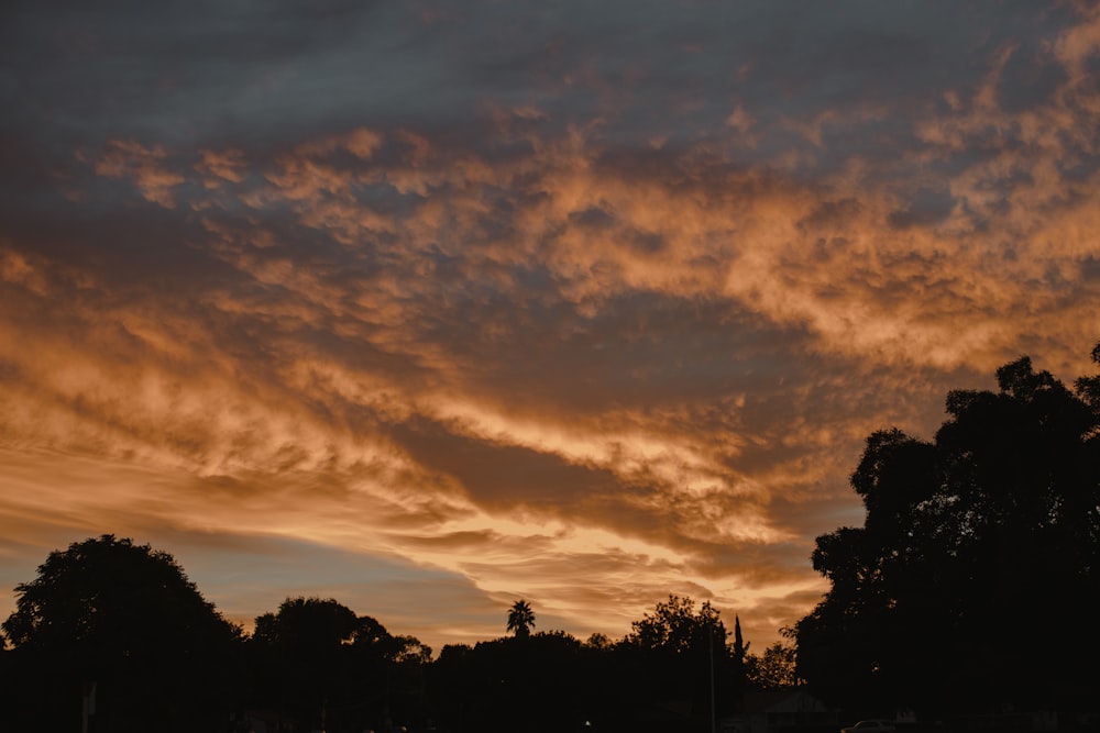 Silhouette d’arbres sous un ciel nuageux au coucher du soleil