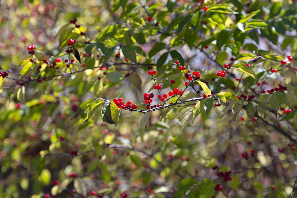 green and red fruit tree