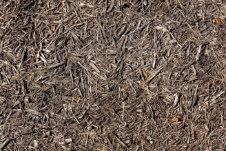 brown dried leaves on ground