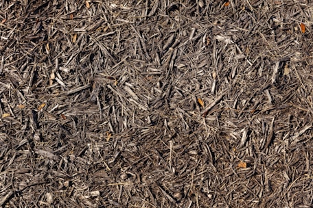 brown dried leaves on ground