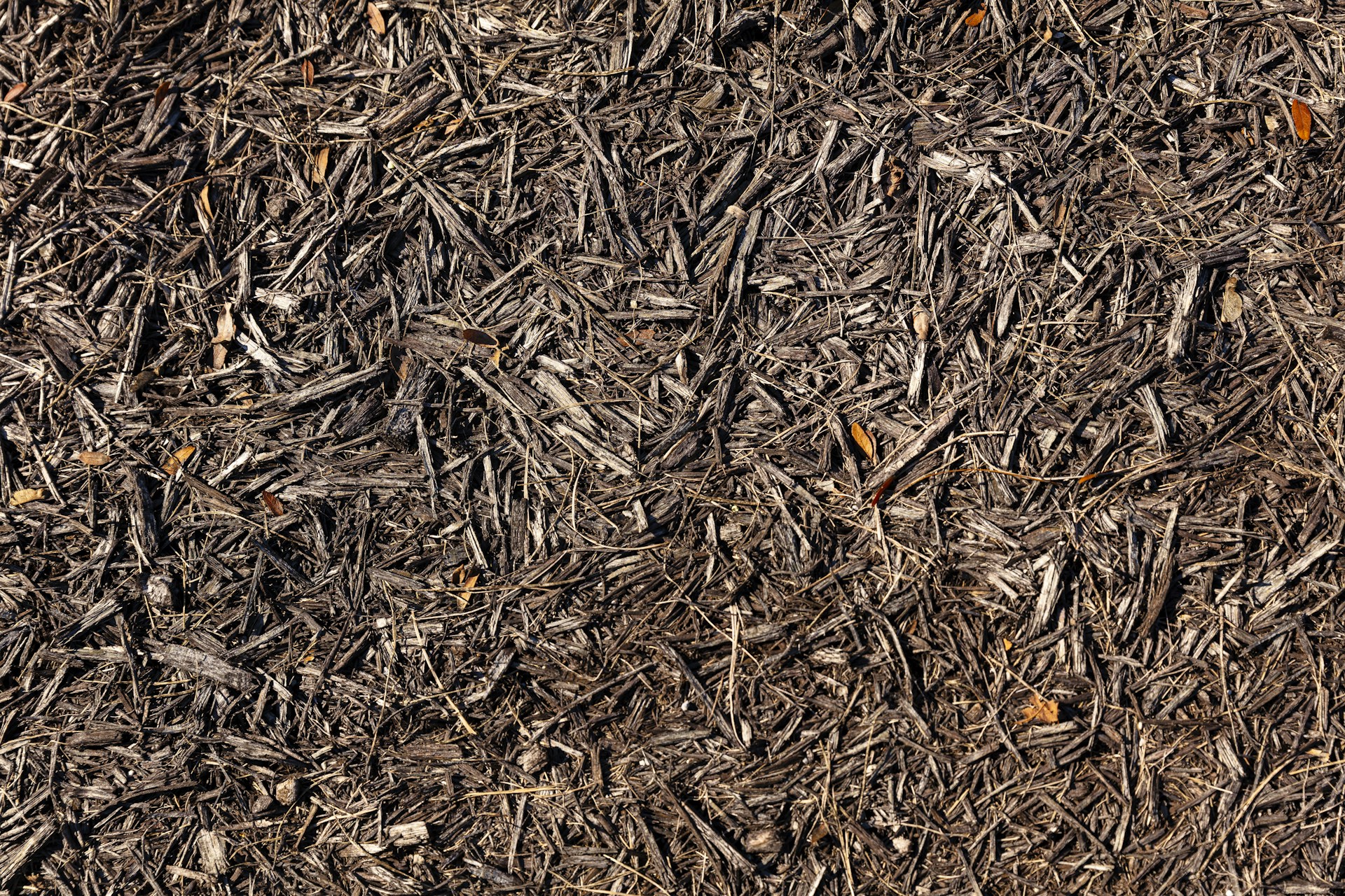 brown dried leaves on ground