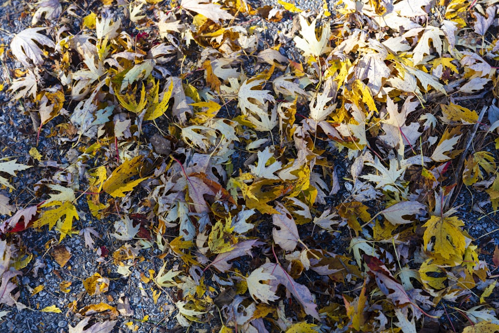 brown and yellow leaves on ground