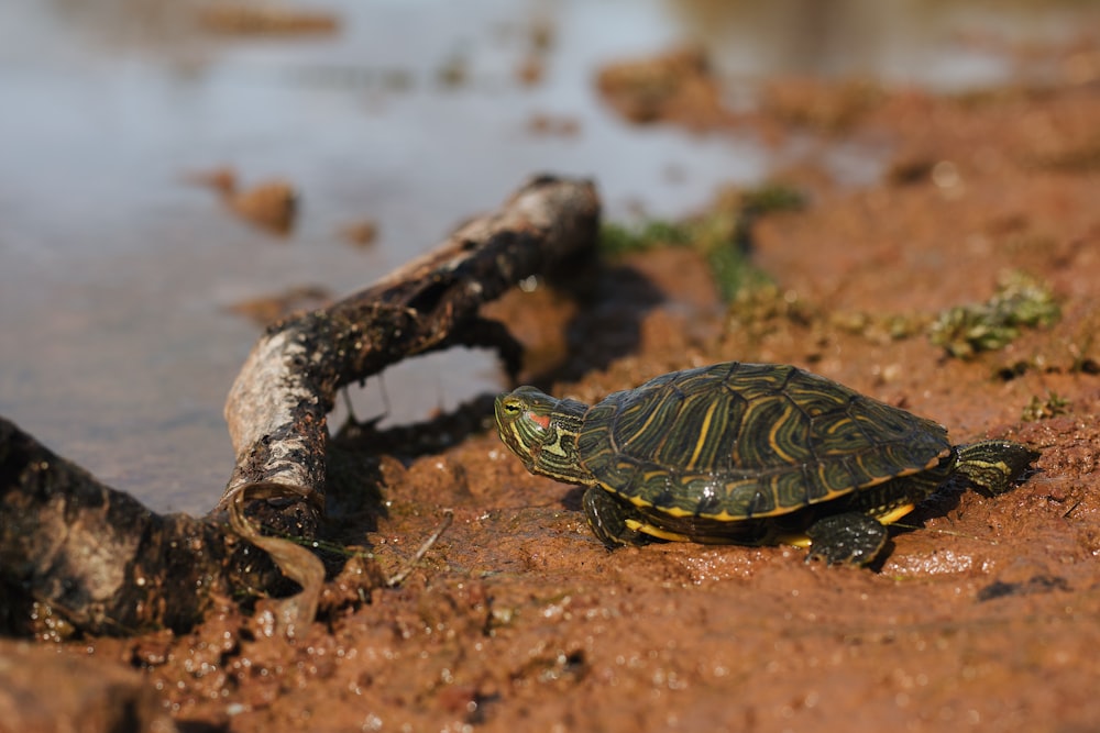 black and yellow turtle on brown soil