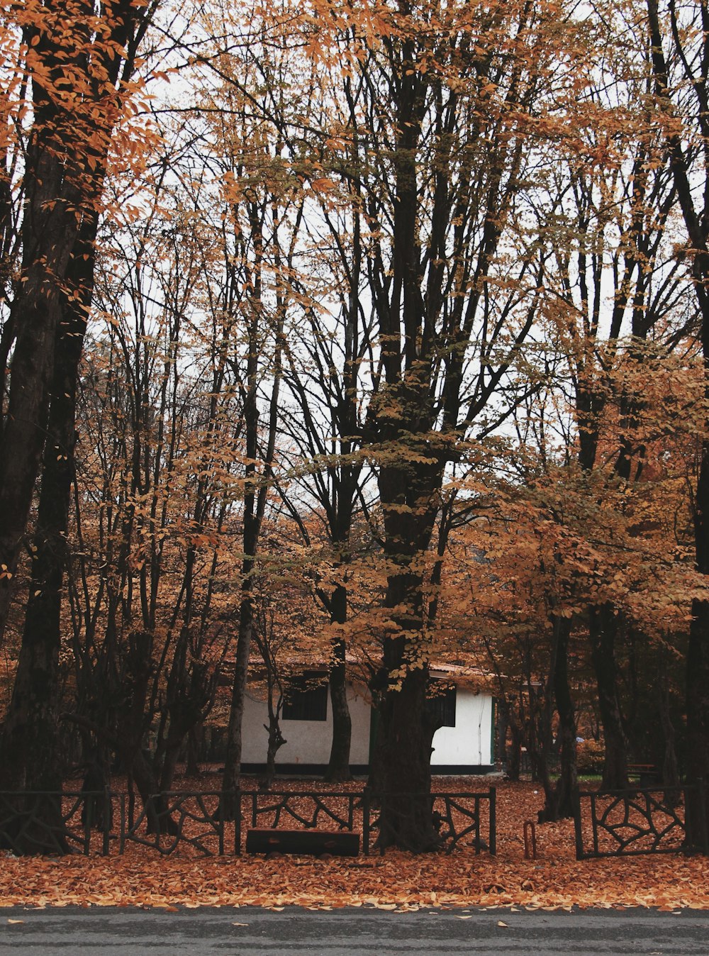 Alberi marroni vicino alla Casa Bianca durante il giorno