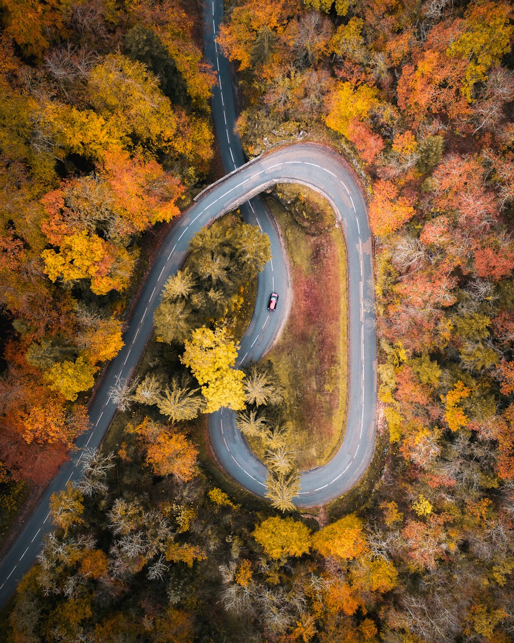 black asphalt road in between yellow and brown trees