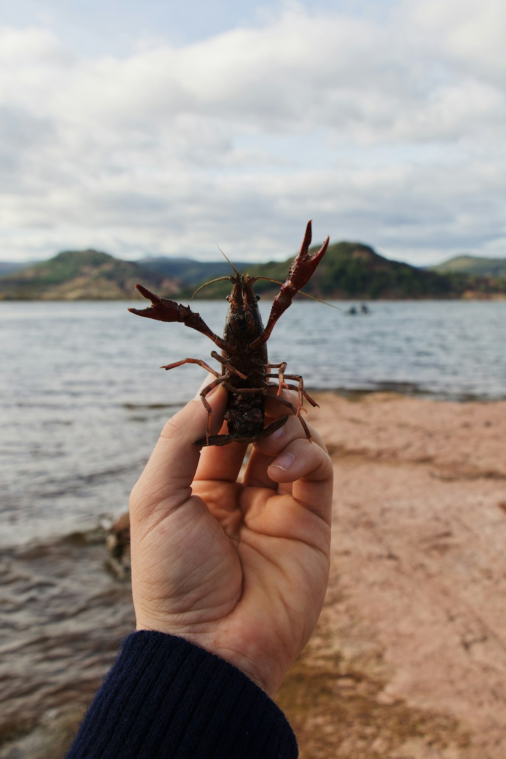 person holding brown lobster on beach during daytime