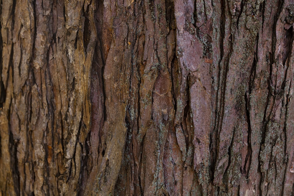 brown tree trunk during daytime