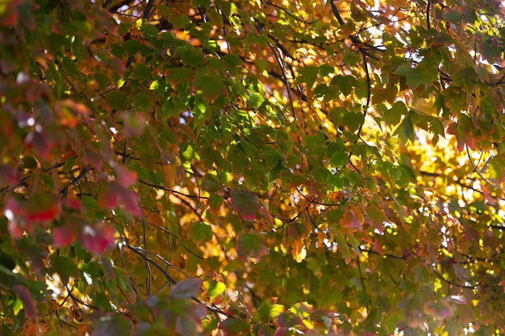 green and brown maple tree