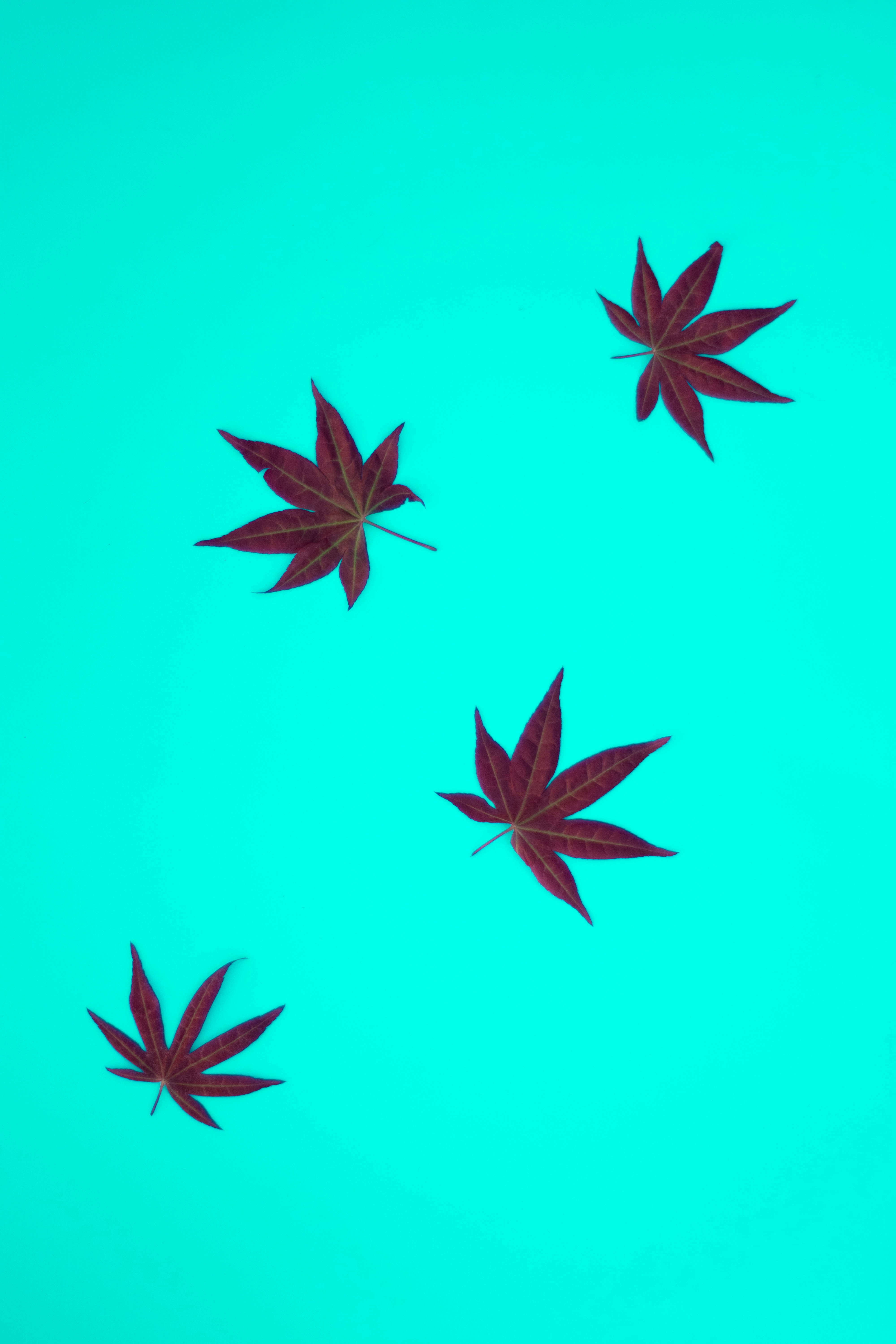 5 Premium THCa Differences Between Hemp and Marijuana Explained