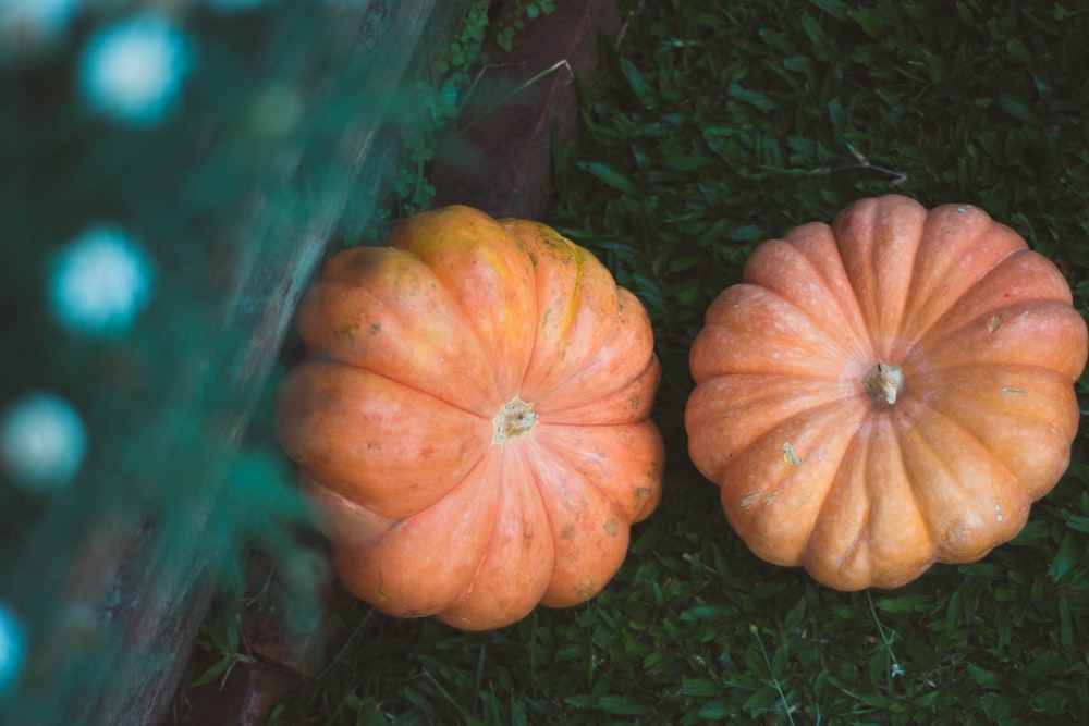 Zucca arancione su erba verde