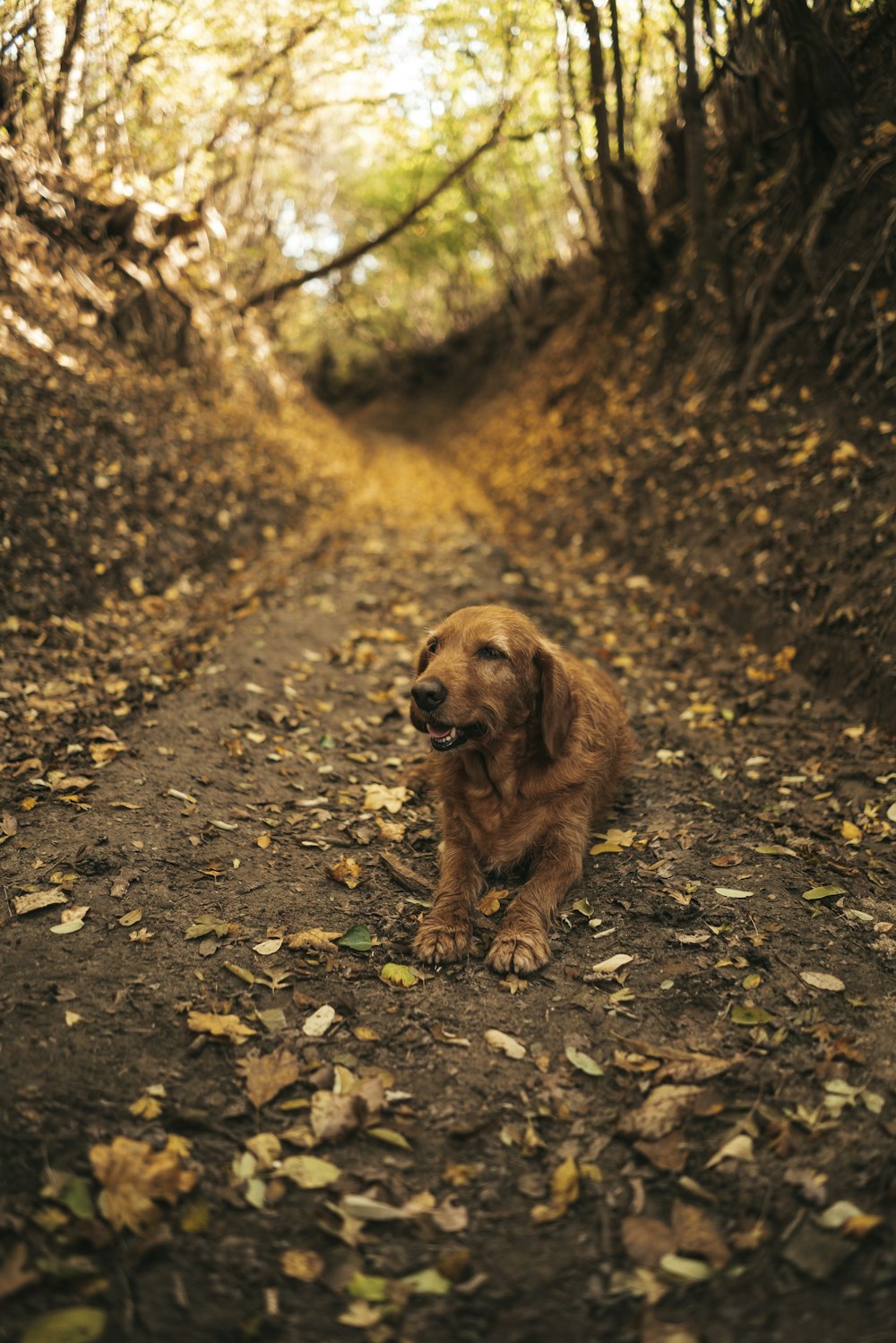 brown long coated dog on brown soil