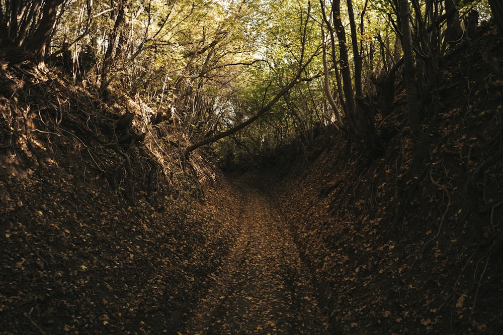 brown dirt road between green trees during daytime