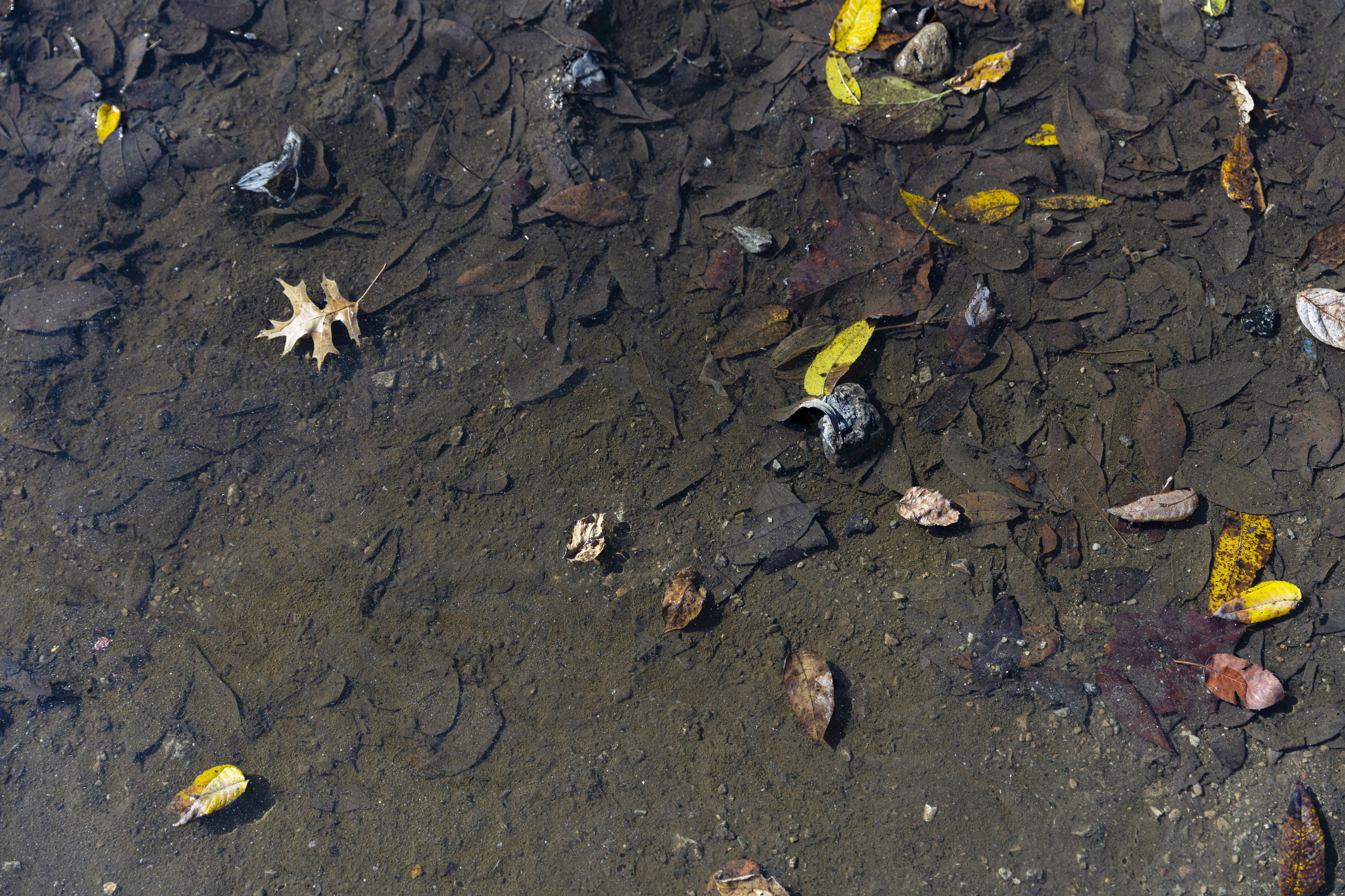 dried leaves on ground during daytime