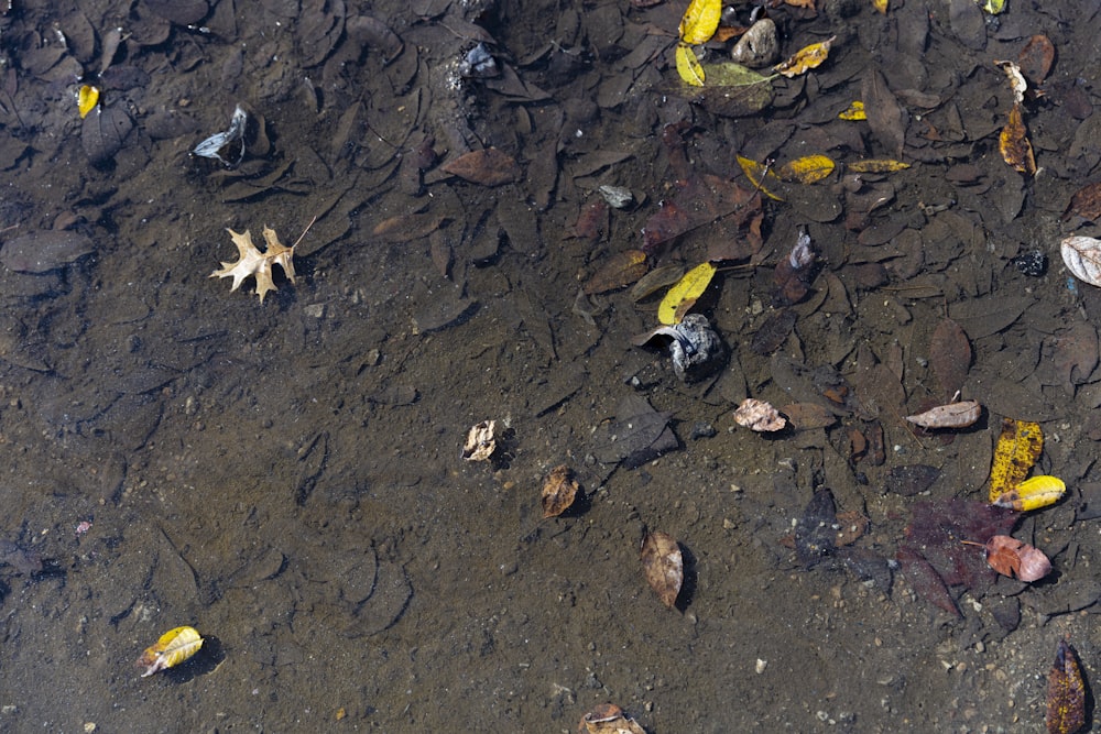 dried leaves on ground during daytime