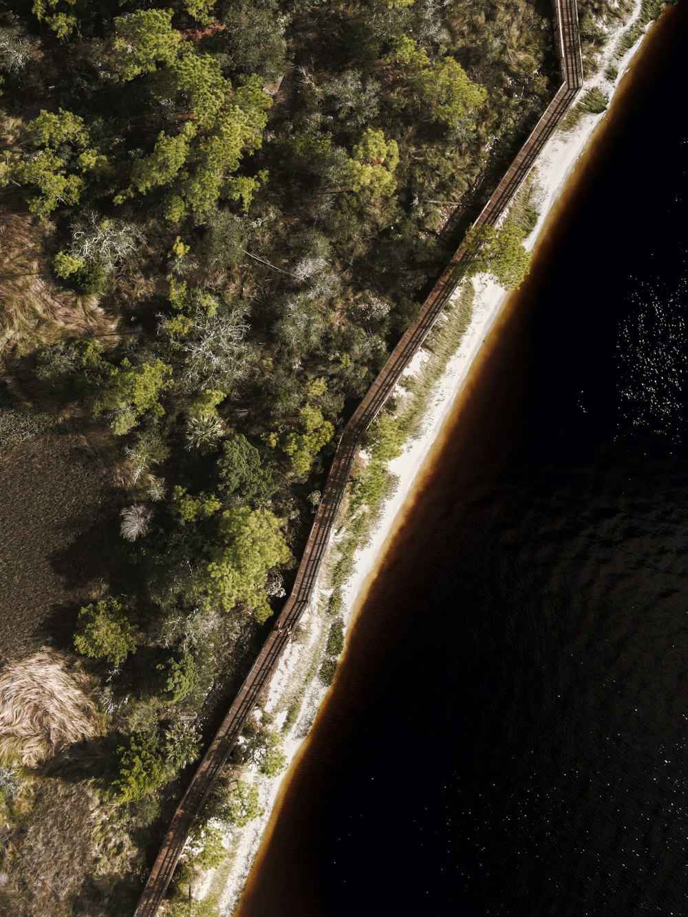 aerial view of green trees beside body of water during daytime