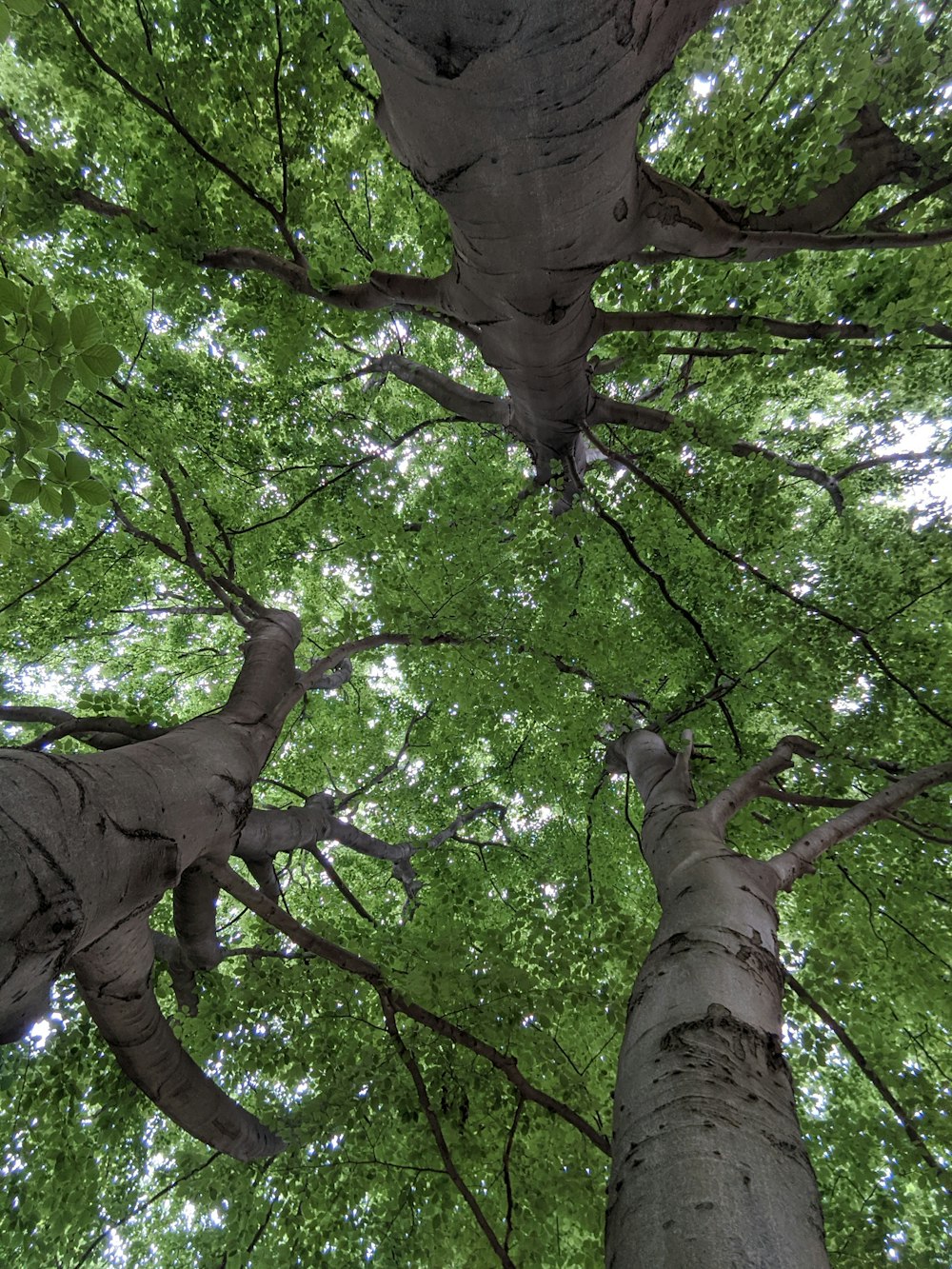 fotografia ad angolo basso dell'albero verde durante il giorno