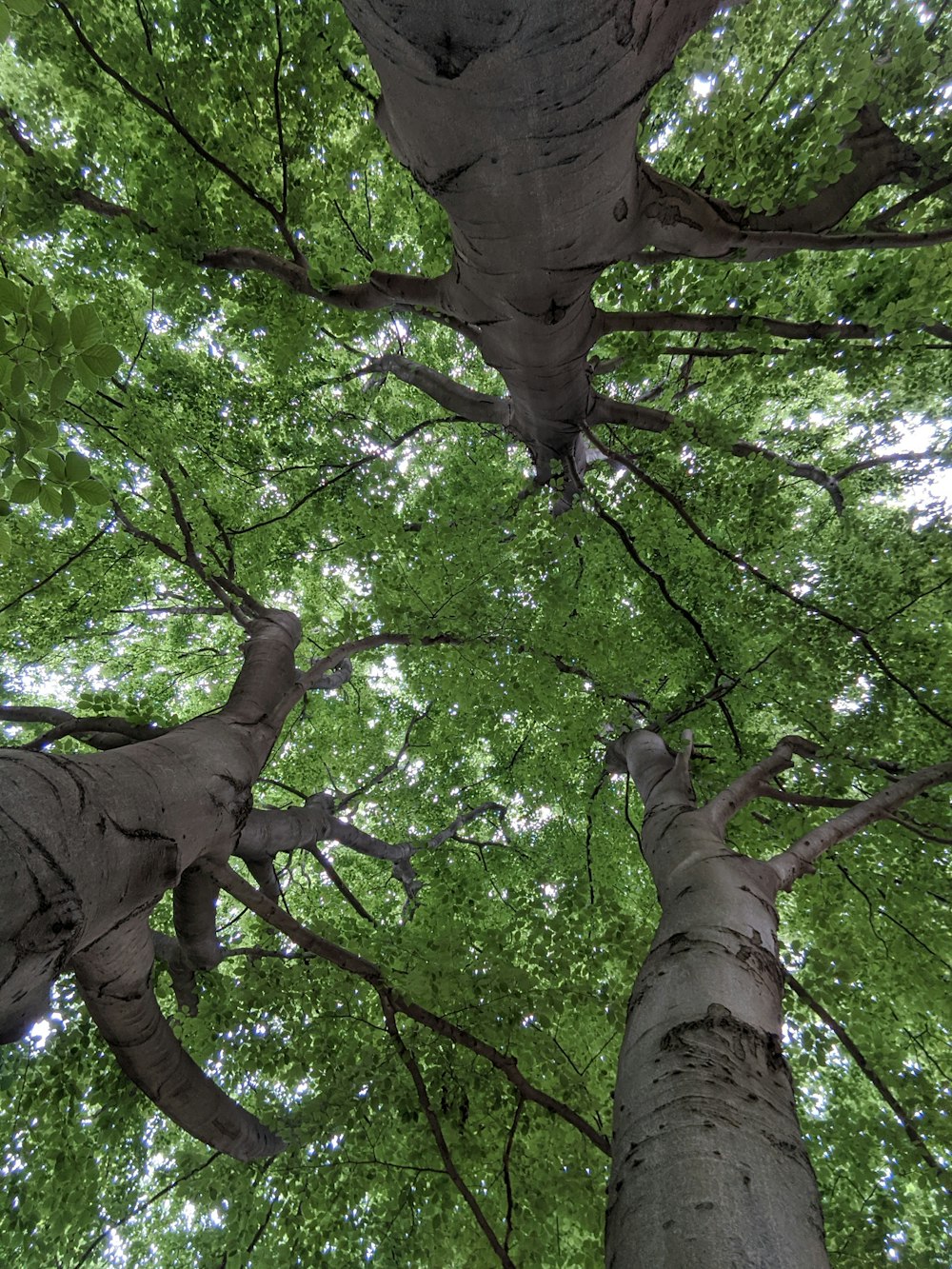 Fotografía de ángulo bajo de un árbol verde durante el día