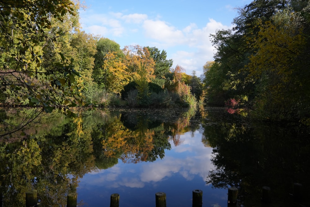 green trees beside body of water during daytime