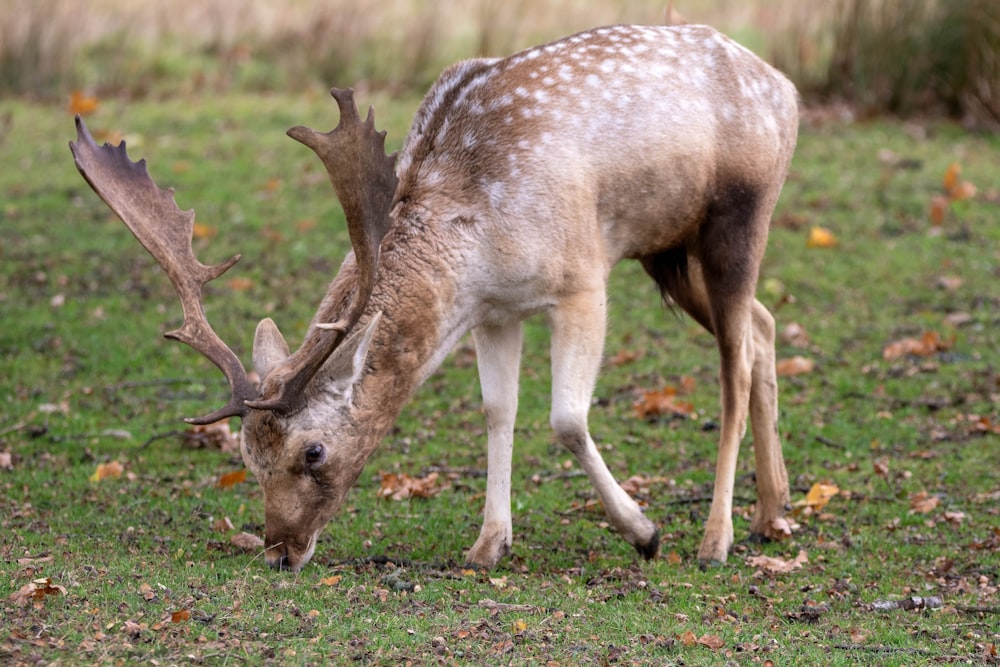 white and brown deer on green grass during daytime