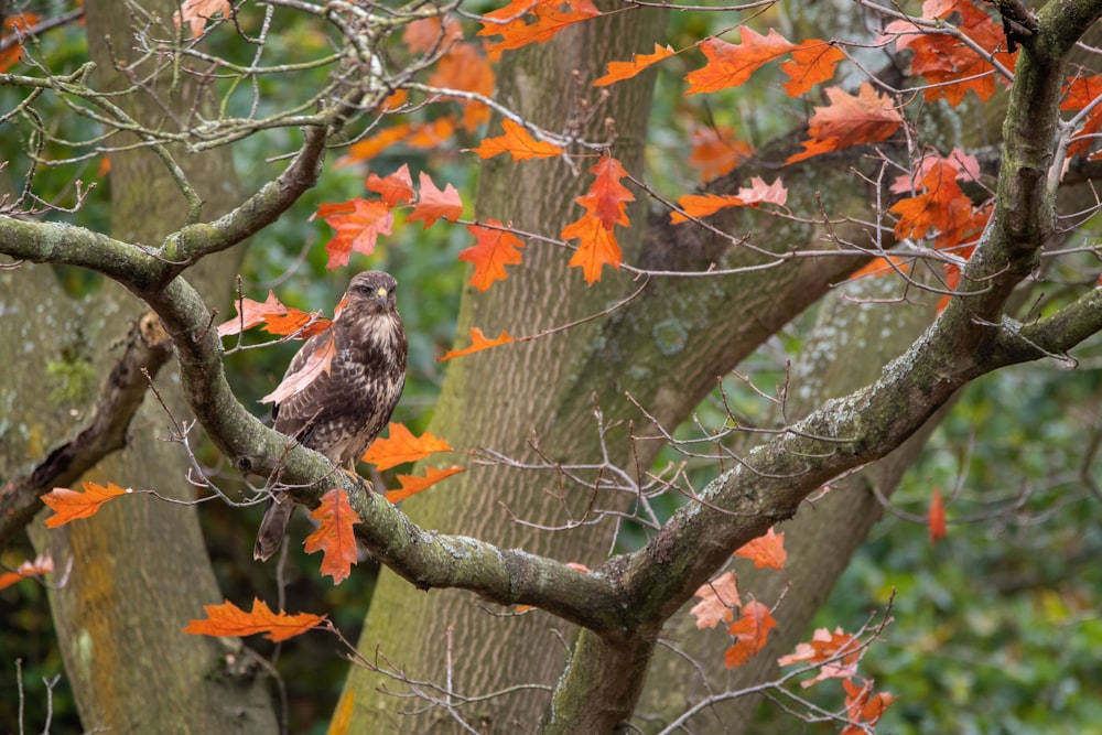 日中の木の枝に茶色の鳥