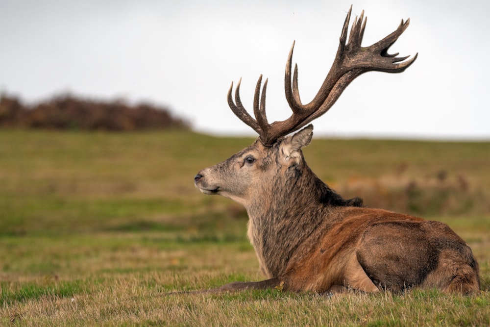 brown deer on green grass field during daytime