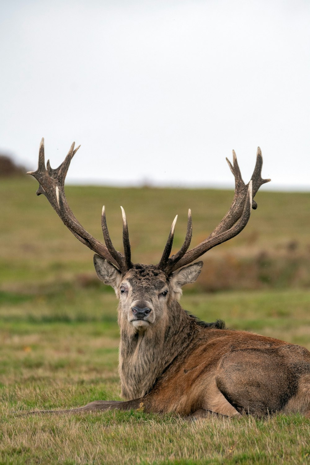 brown deer on green grass field during daytime