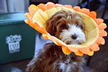 A happy dog in a cozy, high-quality costume with subtle beige accents, outdoors on a sunny day.