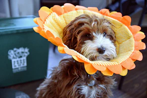 A happy dog in a cozy, high-quality costume with subtle beige accents, outdoors on a sunny day.