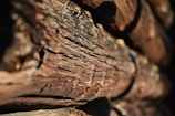 Close-up of seasoned wood pieces showing natural grain and texture.