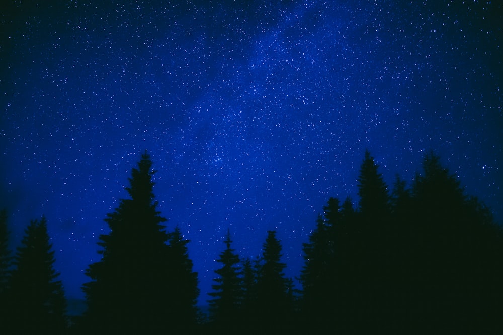 silhouette of trees under blue sky during night time