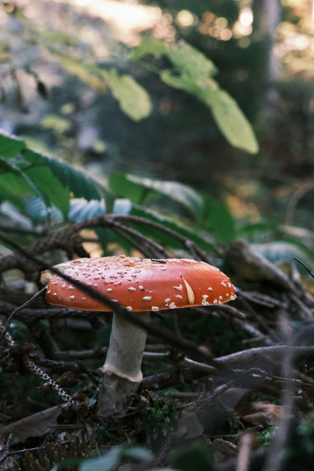 Fungo rosso e bianco su foglie verdi