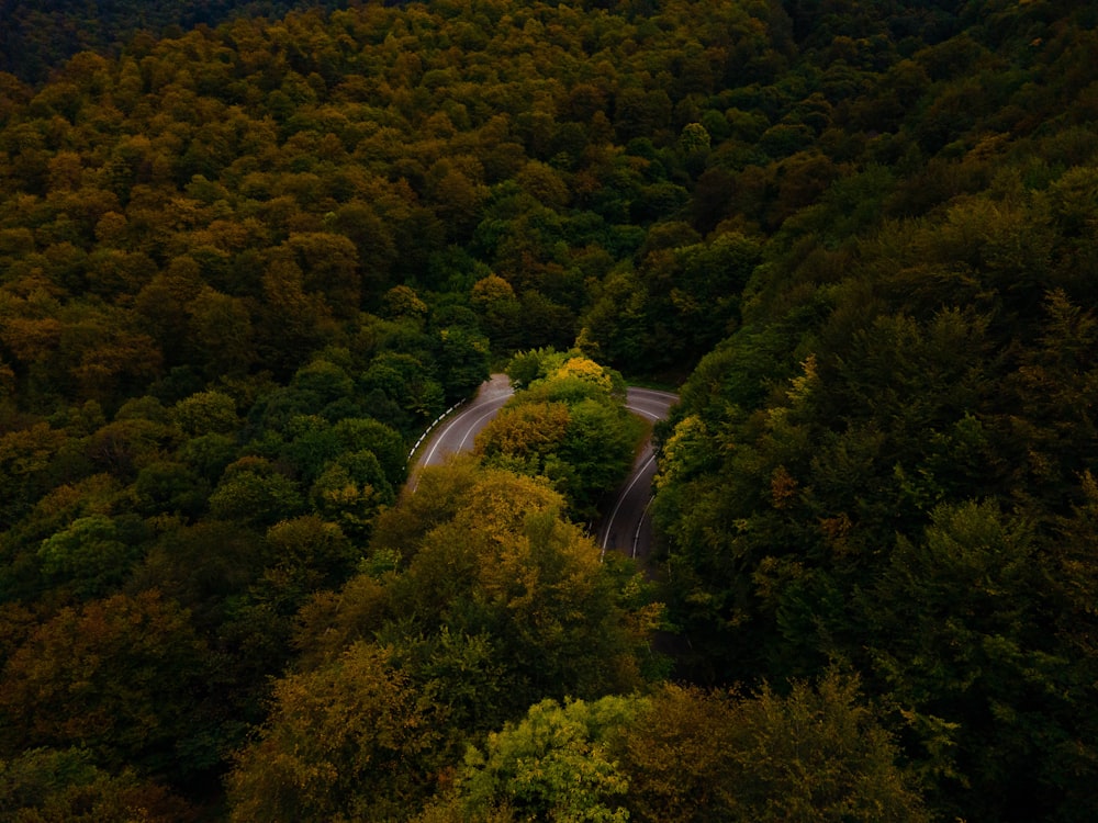 green trees on mountain during daytime