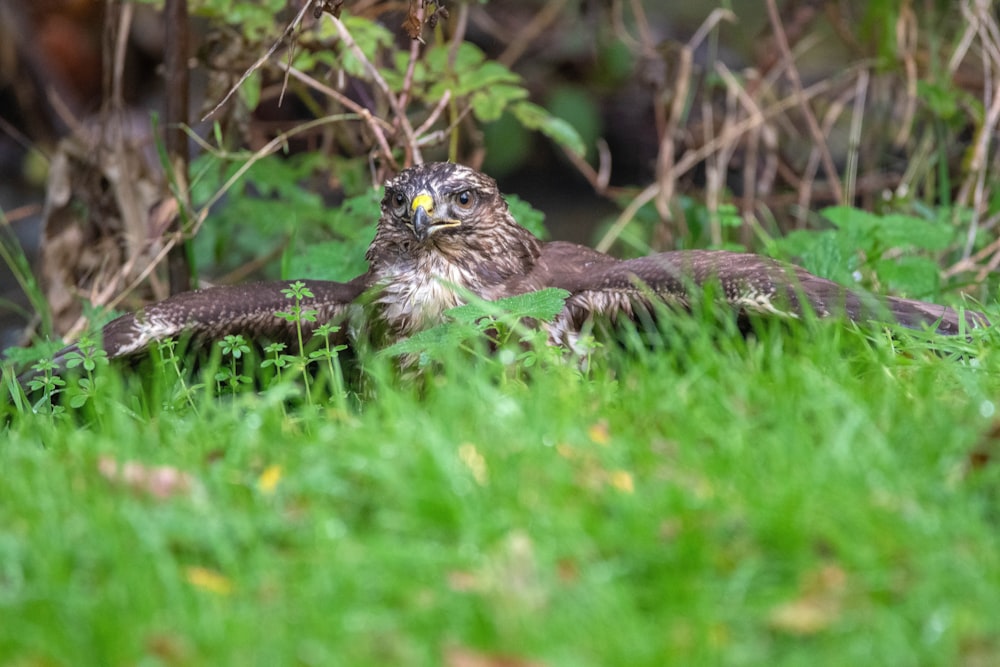 brown and white owl on green grass during daytime