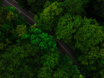 green trees under sunny sky