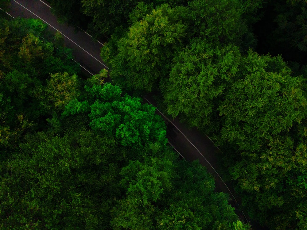 green trees under sunny sky