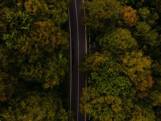 green trees and gray road in Stepanavan Armenia