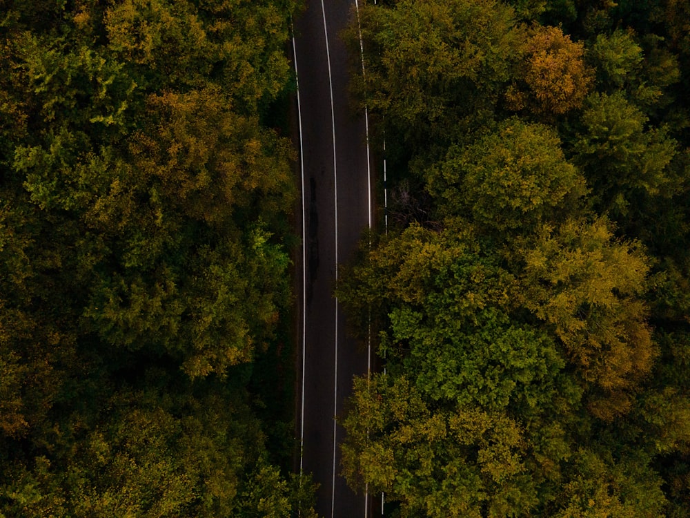 Arbres verts et route grise